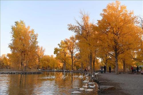 Du khách chiêm ngưỡng hàng cây lá phong đỏ tại Hàm Đan, tỉnh Hà Bắc, Trung Quốc. Ảnh: THX/TTXVN. Hoa cúc khoe sắc tại triển lãm hoa quốc tế Bắc Kinh, Trung Quốc. Ảnh: THX/ TTXVN Hoa cúc nở rộ tại Bắc Kinh, Trung Quốc. Ảnh: THX/TTXVN Người dân thăm triển lãm hoa quốc tế Bắc Kinh, Trung Quốc. Ảnh: THX/TTXVN Cảnh sắc mùa thu tại Tửu Tuyền, tỉnh Cam Túc, miền Tây Bắc Trung Quốc. Ảnh: THX/TTXVN Du khách chiêm ngưỡng cảnh đẹp tại Tửu Tuyền, tỉnh Cam Túc, miền Tây Bắc Trung Quốc. Ảnh: THX/TTXVN Mùa thu vàng hấp dẫn du khách tại Tửu Tuyền, tỉnh Cam Túc, miền Tây Bắc Trung Quốc. Ảnh: THX/TTXVN Sắc màu thu tại Khu tự trị Nội Mông, miền Bắc Trung Quốc. Ảnh: THX/TTXVN phát Sắc màu thu tại Tế Nam, tỉnh Sơn Đông, Trung Quốc ngày 21/10/2019. Ảnh: THX/TTXVN phát Du khách chiêm ngưỡng hàng cây lá phong đỏ tại Hàm Đan, tỉnh Hà Bắc, Trung Quốc. Ảnh: THX/TTXVN. Hoa cúc khoe sắc tại triển lãm hoa quốc tế Bắc Kinh, Trung Quốc. Ảnh: THX/ TTXVN Hoa cúc nở rộ tại Bắc Kinh, Trung Quốc. Ảnh: THX/TTXVN Người dân thăm triển lãm hoa quốc tế Bắc Kinh, Trung Quốc. Ảnh: THX/TTXVN Cảnh sắc mùa thu tại Tửu Tuyền, tỉnh Cam Túc, miền Tây Bắc Trung Quốc. Ảnh: THX/TTXVN Du khách chiêm ngưỡng cảnh đẹp tại Tửu Tuyền, tỉnh Cam Túc, miền Tây Bắc Trung Quốc. Ảnh: THX/TTXVN Mùa thu vàng hấp dẫn du khách tại Tửu Tuyền, tỉnh Cam Túc, miền Tây Bắc Trung Quốc. Ảnh: THX/TTXVN Sắc màu thu tại Khu tự trị Nội Mông, miền Bắc Trung Quốc. Ảnh: THX/TTXVN phát Sắc màu thu tại Tế Nam, tỉnh Sơn Đông, Trung Quốc ngày 21/10/2019. Ảnh: THX/TTXVN phát