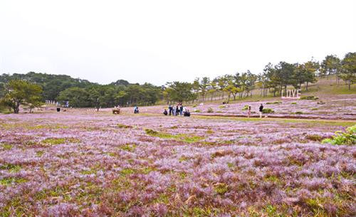 Đồi cỏ hồng thị trấn Lạc Dương. Ảnh: baolamdong.vn