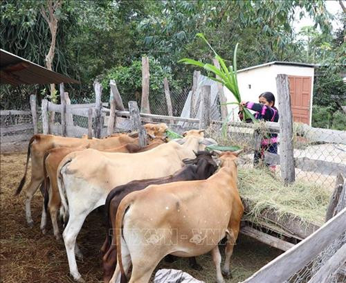 Nhờ được cán bộ xã Ia Tul, huyện Ia Pa hướng dẫn chăn nuôi, trồng trọt mà nhiều hộ dân ở làng Bong Biah A đã vươn lên thoát nghèo. Ảnh: Hồng Điệp - TTXVN Nhờ được cán bộ xã Ia Tul, huyện Ia Pa hướng dẫn chăn nuôi, trồng trọt mà nhiều hộ dân ở làng Bong Biah A đã vươn lên thoát nghèo. Ảnh: Hồng Điệp - TTXVN