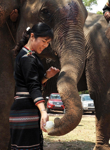 Cho voi ăn cơm sau khi cúng