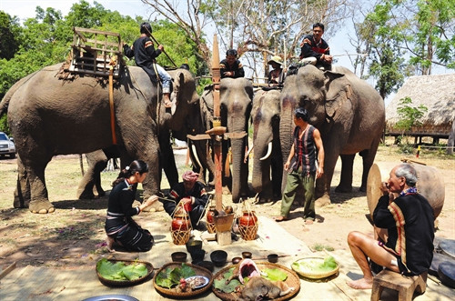 Già làng tiến hành lễ cúng thần voi