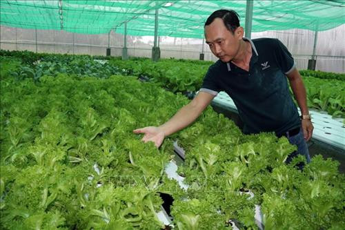 Mô hình trồng rau thủy canh của ông Liễu cho thu nhập tiền triệu mỗi ngày. Ảnh: Lê Sen - TTXVN Mô hình trồng rau thủy canh của ông Liễu cho thu nhập tiền triệu mỗi ngày. Ảnh: Lê Sen - TTXVN