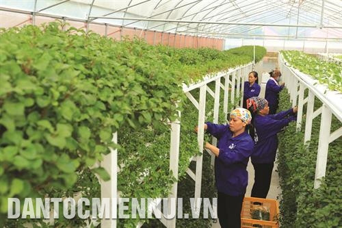 Chăm sóc rau siêu sạch ở Khu sinh thái nông nghiệp công nghệ cao Thung lũng Ngọc Linh Hòa Lạc. Ảnh: Trịnh Văn