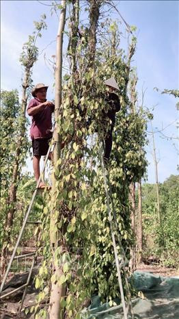 Thu hoạch tiêu tại một vườn tiêu xã Suối Rao, huyện Châu Đức, tỉnh Bà Rịa-Vũng Tàu. Ảnh: Hoàng Nhị - TTXVN