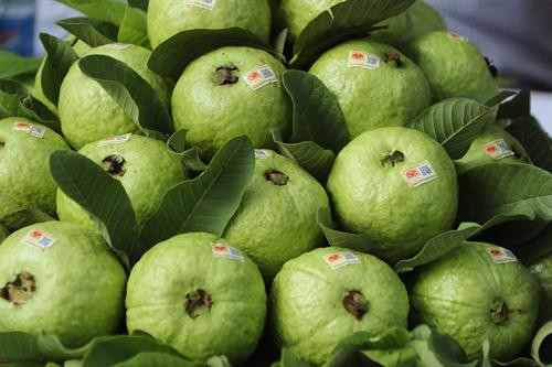 Một số sản phẩm nông sản tiêu biểu được giới thiệu tại Hội nghị. Trong ảnh: Nấm đùi gà – sản phẩm nông sản an toàn của tỉnh Vĩnh Phúc. Ổi Đông Dư - Hà Nội. Tinh nghệ Bắc Kạn. Rau cải thìa (cải chíp) - Nam Định. Gạo lứt Séng Cù - Lào Cai. Hồng xiêm - Đồng Tháp. Nhãn lồng Hưng Yên. Trứng Ba Huân. Một số sản phẩm gạo của Thái Bình.