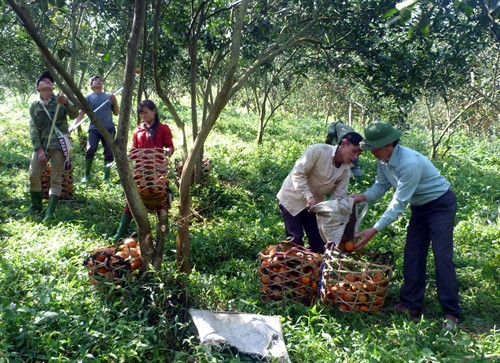 Trang trại cam của ông Trình Ngọc Huynh tạo việc làm cho hàng chục lao động thời vụ là con em đồng bào dân tộc trong và ngoài xã Yên Lâm Trang trại cam của ông Trình Ngọc Huynh tạo việc làm cho hàng chục lao động thời vụ là con em đồng bào dân tộc trong và ngoài xã Yên Lâm