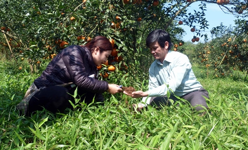 Ông Trình Ngọc Huynh giới thiệu cách giữ độ ẩm, tạo đất xốp cho cây cam Ông Trình Ngọc Huynh giới thiệu cách giữ độ ẩm, tạo đất xốp cho cây cam