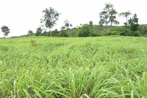 Những diện tích đất sỏi đá của xã Ea Tir được người dân chuyển đổi sang trồng sả. Ảnh: Nguyễn Tuấn Anh – TTXVN Những diện tích đất sỏi đá của xã Ea Tir được người dân chuyển đổi sang trồng sả. Ảnh: Nguyễn Tuấn Anh – TTXVN