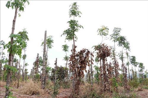 Giá hồ tiêu đang ở mức thấp nhất trong nhiều năm trở lại đây. Ảnh: Hưng Thịnh – TTXVN Giá hồ tiêu đang ở mức thấp nhất trong nhiều năm trở lại đây. Ảnh: Hưng Thịnh – TTXVN