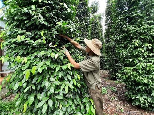 Vườn tiêu của gia đình ông Hà Văn Oanh, ấp 5, xã Hòa Hội, huyện Xuyên Mộc ( Bà Rịa – Vũng Tàu) năm nay năng suất giảm khoảng 70% so với vụ trước. Ảnh: Hoàng Nhị - TTXVN Vườn tiêu của gia đình ông Hà Văn Oanh, ấp 5, xã Hòa Hội, huyện Xuyên Mộc ( Bà Rịa – Vũng Tàu) năm nay năng suất giảm khoảng 70% so với vụ trước. Ảnh: Hoàng Nhị - TTXVN