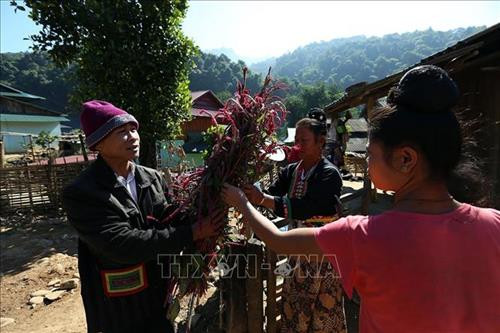 Hoa Mào gà được trang trí trước hàng rào của mỗi gia đình trong bản. Ảnh: Phan Tuấn Anh – TTXVN Hoa Mào gà được trang trí trước hàng rào của mỗi gia đình trong bản. Ảnh: Phan Tuấn Anh – TTXVN