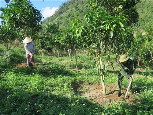 Từ nguồn tín dụng ưu đãi người dân ở xã Mường Lạn, huyện Sốp Cộp đã mạnh dạn trồng cây ăn quả. Ảnh: Hữu Quyết – TTXVN Từ nguồn tín dụng ưu đãi người dân ở xã Mường Lạn, huyện Sốp Cộp đã mạnh dạn trồng cây ăn quả. Ảnh: Hữu Quyết – TTXVN