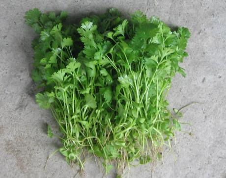 Những công dụng tuyệt vời của rau mùi thơm ảnh 13 Những công dụng tuyệt vời của rau mùi thơm ảnh 13