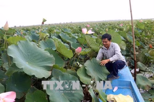 Ông Tạ Văn Chung bên ruộng sen gia đình. Ảnh: Lê Sen - TTXVN