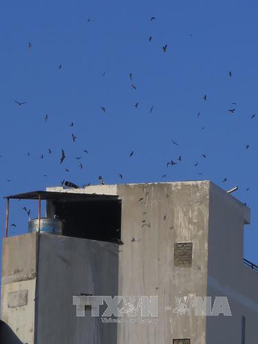 Làm giàu từ nghề nuôi chim yến lấy tổ trong nhà ảnh 3 Làm giàu từ nghề nuôi chim yến lấy tổ trong nhà ảnh 3