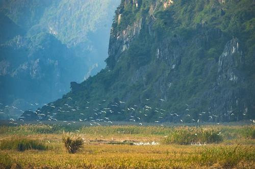 Chiều về trên đầm Vân Long. Cò, vạc và các loại chim nước về đây, sống và kiếm ăn ở hệ sinh thái ngập nước Vân Long vào mùa khô. Mỗi dịp đông đến Vân Long lại tràn ngập sắc trắng của những đàn cò trắng lên đến cả nghìn con bay về trú ngụ tạo nên khung cảnh nên thơ. Hàng nghìn loài chim, cò, vạc các loại tựu về đây, sống chen chúc trên những thảm rừng nguyên sinh trên núi đá vôi, hoặc kiếm sống ở các hệ sinh thái dưới ngập nước… Tiếng kêu của chúng làm xôn xao cả một vùng không gian vốn tĩnh lặng. Mỗi dịp đông đến Vân Long lại tràn ngập sắc trắng của những đàn cò trắng lên đến cả nghìn con bay về trú ngụ ... tạo nên khung cảnh vô cùng nên thơ. Đầm Vân Long Những khu rừng tràm tại Vân Long là nơi trú ngụ của những đàn cò lớn, là nơi ghỉ ngơi của chúng sau mỗi ngày kiếm ăn. Chiều về trên đầm Vân Long. Cò, vạc và các loại chim nước về đây, sống và kiếm ăn ở hệ sinh thái ngập nước Vân Long vào mùa khô. Mỗi dịp đông đến Vân Long lại tràn ngập sắc trắng của những đàn cò trắng lên đến cả nghìn con bay về trú ngụ tạo nên khung cảnh nên thơ. Hàng nghìn loài chim, cò, vạc các loại tựu về đây, sống chen chúc trên những thảm rừng nguyên sinh trên núi đá vôi, hoặc kiếm sống ở các hệ sinh thái dưới ngập nước… Tiếng kêu của chúng làm xôn xao cả một vùng không gian vốn tĩnh lặng. Mỗi dịp đông đến Vân Long lại tràn ngập sắc trắng của những đàn cò trắng lên đến cả nghìn con bay về trú ngụ ... tạo nên khung cảnh vô cùng nên thơ. Đầm Vân Long Những khu rừng tràm tại Vân Long là nơi trú ngụ của những đàn cò lớn, là nơi ghỉ ngơi của chúng sau mỗi ngày kiếm ăn.