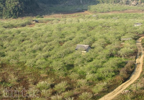 Xao xuyến sắc hoa Mộc Châu ảnh 4