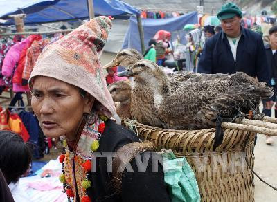 Người phụ nữ dân tộc Dáy với món hàng đem bán. Ảnh: Trần Việt- TTXVN. Người phụ nữ dân tộc Dáy với món hàng đem bán. Ảnh: Trần Việt- TTXVN.
