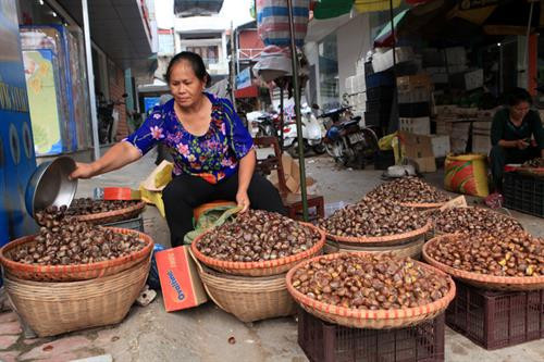 Hạt dẻ Trùng Khánh - món quà đặc sản ở Cao Bằng ảnh 4 Hạt dẻ Trùng Khánh - món quà đặc sản ở Cao Bằng ảnh 4