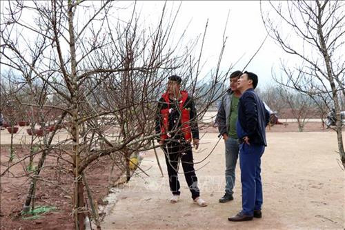Người dân chọn mua đào rừng ở chợ hoa trung tâm thành phố Sơn La. Ảnh: Hữu Quyết - TTXVN Người dân chọn mua đào rừng ở chợ hoa trung tâm thành phố Sơn La. Ảnh: Hữu Quyết - TTXVN