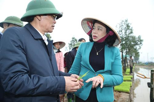 Phó Bí thư Thường trực Thành ủy Hà Nội Ngô Thị Thanh Hằng và đoàn công tác của Ban Chỉ đạo Chương trình số 02-CTr/TU kiểm tra mô hình mạ khay, máy cấy tại xã Hương Ngải, huyện Thạch Thất (Hà Nội). Phó Bí thư Thường trực Thành ủy Hà Nội Ngô Thị Thanh Hằng và Giám đốc Sở Nông nghiệp và Phát triển nông thôn Hà Nội Chu Phú Mỹ trao đổi kinh nghiệm về việc áp dụng mô hình mạ khay, máy cấy trên địa bàn huyện Thạch Thất (Hà Nội). Phó Bí thư Thường trực Thành ủy Hà Nội Ngô Thị Thanh Hằng thăm hỏi, chúc mừng năm mới một số nông dân và thành viên Hợp tác xã Nông nghiệp xã Hương Ngải. Phó Bí thư Thường trực Thành ủy Hà Nội Ngô Thị Thanh Hằng tặng quà nông dân xã Hương Ngải, huyện Thạch Thất (Hà Nội).
