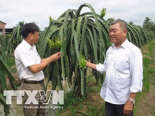 Ông Tư (phải) trao đổi kỷ thuật chăm sóc vườn thanh long. Ảnh: Minh Trí - TTXVN
