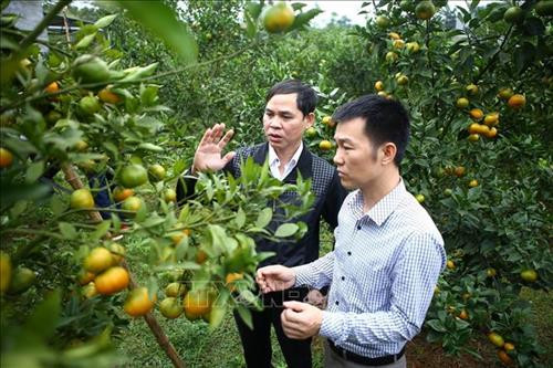 Cán bộ phòng LĐ-TB&XH huyện Cao Phong thăm vườn cam của chị Nguyễn Thị Minh – Khu 2 thị trấn Cao Phong. Ảnh: Minh Quyết – TTXVN Cán bộ phòng LĐ-TB&XH huyện Cao Phong thăm vườn cam của chị Nguyễn Thị Minh – Khu 2 thị trấn Cao Phong. Ảnh: Minh Quyết – TTXVN