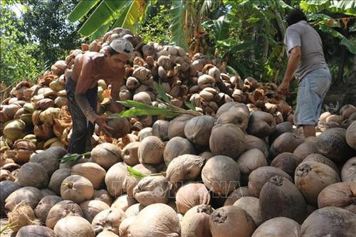 Phân loại dừa khô trước khi đưa đi tiêu thụ. Ảnh: Công Trí - TTXVN Phân loại dừa khô trước khi đưa đi tiêu thụ. Ảnh: Công Trí - TTXVN