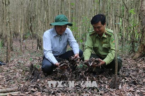 Mùa khô năm 2018, tỉnh Kiên Giang đầu tư hơn 10 tỷ đồng cho công tác phòng cháy, chữa cháy rừng trên các lâm phần. Ảnh: Lê Huy Hải Mùa khô năm 2018, tỉnh Kiên Giang đầu tư hơn 10 tỷ đồng cho công tác phòng cháy, chữa cháy rừng trên các lâm phần. Ảnh: Lê Huy Hải