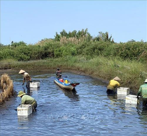 Nông dân huyện Vĩnh Thuận, tỉnh Kiên Giang thu hoạch tôm càng xanh. Ảnh: Lê Sen - TTXVN Nông dân huyện Vĩnh Thuận, tỉnh Kiên Giang thu hoạch tôm càng xanh. Ảnh: Lê Sen - TTXVN