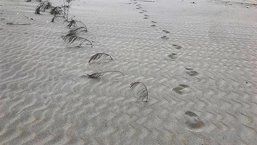 Những dấu chân đầu tiên trên cồn cát. Ảnh: Minh Hải Những dấu chân đầu tiên trên cồn cát. Ảnh: Minh Hải