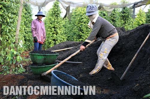 Ươm cây hồ tiêu giống tại Công ty Olam ở xã Ia Le, huyện Chư Pưh. Ảnh: Đức Thụy Chăm sóc hồ tiêu theo hướng hữu cơ, hạn chế thuốc bảo vệ thực vật. Ảnh: Đức Thụy Sử dụng phân hữu cơ vi sinh, hệ thống tưới tiết kiệm, có lưới che nắng vào mùa khô giúp vườn cà phê đảm bảo chất lượng. Ảnh: Hồng Điệp