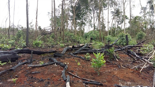 Rừng bị tàn phá, xâm canh, trồng cây công nghiệp trong hai tiểu khu 1668 và 1674 thuộc xã Quảng Sơn, huyện Đắk Glong, tỉnh Đắk Nông) Rừng bị tàn phá, xâm canh, trồng cây công nghiệp trong hai tiểu khu 1668 và 1674 thuộc xã Quảng Sơn, huyện Đắk Glong, tỉnh Đắk Nông)