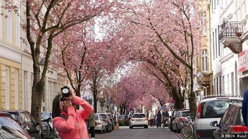 Vào dịp cuối xuân hàng năm, khu phố Altstadt ở thành phố Bonn phía tây nước Đức lại được nhuộm hồng bởi hàng trăm cây anh đào đang nở hoa rực rỡ. Ảnh: Heike Mund. Bonn là thành phố nằm phía nam bang Nordrhein-Westfalen, cạnh bờ sông Rhine. Đây là một trong những thành phố cổ và có trường đại học Bonn nổi tiếng của Đức. Ảnh: Flickr. Ở khu phố Altstadt trồng rất nhiều cây anh đào hai bên vỉa hè. Mỗi mùa xuân hoa nở tạo nên một "đường hầm hoa anh đào" đẹp mê mẩn. Altstadt được nhiều lần bình chọn là nơi có "đường hầm hoa" đẹp nhất thế giới. Ảnh: Flickr. Hoa anh đào ở đây thường nở trong 2-3 tuần vào cuối tháng 4 đầu tháng 5. Hai hàng cây anh đào bung nở trở thành một điểm đến hấp dẫn, thu hút du khách, nhiếp ảnh gia và cả người dân địa phương tới tản bộ, vãn cảnh, chụp ảnh lưu niệm. Ảnh: Geisler. Altstadt có nghĩa là "Old Town" - Phố cổ của Bonn, trong đó hai đoạn đường Heerstraße và Breite Straße trồng nhiều hoa anh đào nhất. Trước đây khu phố rất bình thường và mọi người chỉ nhớ đến nó với cảnh tắc đường. Vào giữa thập niên 1980, các nhà quy hoạch đô thị thực hiện một cuộc đổi mới cho những con đường nhỏ hẹp ở đây để giảm ách tắc giao thông và trồng thêm hoa anh đào Nhật Bản. Ảnh: Heike Mund. Ban đầu thành phố Bonn trồng 60 cây anh đào Nhật Bản có màu hồng tươi. Sau khi những cây ban đầu đã trồng được 30 năm thì thành phố thay thế bằng khoảng 300 cây mới vào năm 2014. Ảnh: Heike Mund. Những con đường hoa anh đào ở Bonn từ đó trở thành điểm đến nổi tiếng không chỉ trong nước Đức mà cả thế giới. Ở Altstadt không tổ chức lễ hội hoa anh đào thường niên như các nước châu Á nhưng có chợ flea market bán phụ kiện, đồ lưu niệm và đồ ăn, biểu diễn nhạc sống ngoài trời... phục vụ du khách. Ảnh: Heike Mund. Vào dịp cuối xuân hàng năm, khu phố Altstadt ở thành phố Bonn phía tây nước Đức lại được nhuộm hồng bởi hàng trăm cây anh đào đang nở hoa rực rỡ. Ảnh: Heike Mund. Bonn là thành phố nằm phía nam bang Nordrhein-Westfalen, cạnh bờ sông Rhine. Đây là một trong những thành phố cổ và có trường đại học Bonn nổi tiếng của Đức. Ảnh: Flickr. Ở khu phố Altstadt trồng rất nhiều cây anh đào hai bên vỉa hè. Mỗi mùa xuân hoa nở tạo nên một "đường hầm hoa anh đào" đẹp mê mẩn. Altstadt được nhiều lần bình chọn là nơi có "đường hầm hoa" đẹp nhất thế giới. Ảnh: Flickr. Hoa anh đào ở đây thường nở trong 2-3 tuần vào cuối tháng 4 đầu tháng 5. Hai hàng cây anh đào bung nở trở thành một điểm đến hấp dẫn, thu hút du khách, nhiếp ảnh gia và cả người dân địa phương tới tản bộ, vãn cảnh, chụp ảnh lưu niệm. Ảnh: Geisler. Altstadt có nghĩa là "Old Town" - Phố cổ của Bonn, trong đó hai đoạn đường Heerstraße và Breite Straße trồng nhiều hoa anh đào nhất. Trước đây khu phố rất bình thường và mọi người chỉ nhớ đến nó với cảnh tắc đường. Vào giữa thập niên 1980, các nhà quy hoạch đô thị thực hiện một cuộc đổi mới cho những con đường nhỏ hẹp ở đây để giảm ách tắc giao thông và trồng thêm hoa anh đào Nhật Bản. Ảnh: Heike Mund. Ban đầu thành phố Bonn trồng 60 cây anh đào Nhật Bản có màu hồng tươi. Sau khi những cây ban đầu đã trồng được 30 năm thì thành phố thay thế bằng khoảng 300 cây mới vào năm 2014. Ảnh: Heike Mund. Những con đường hoa anh đào ở Bonn từ đó trở thành điểm đến nổi tiếng không chỉ trong nước Đức mà cả thế giới. Ở Altstadt không tổ chức lễ hội hoa anh đào thường niên như các nước châu Á nhưng có chợ flea market bán phụ kiện, đồ lưu niệm và đồ ăn, biểu diễn nhạc sống ngoài trời... phục vụ du khách. Ảnh: Heike Mund.