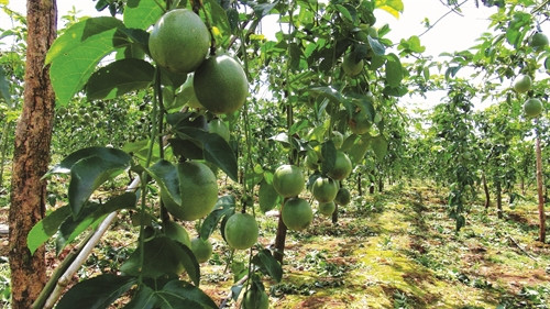 Thời gian qua, đồng bào ở các huyện Mang Yang, Kbang, Đak Đoa... đã không ngừng mở rộng diện tích trồng cây chanh dây