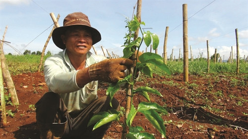 Chanh dây là loại cây dễ trồng, chi phí đầu tư thấp, thời gian khai thác sớm nhưng hiệu quả kinh tế cao