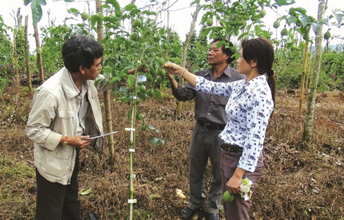 Cán bộ nông nghiệp huyện Mang Yang kiểm tra các mô hình trồng cây chanh dây trên địa bàn