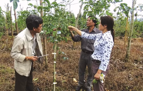 Cán bộ nông nghiệp huyện Mang Yang kiểm tra các mô hình trồng cây chanh dây trên địa bàn Cán bộ nông nghiệp huyện Mang Yang kiểm tra các mô hình trồng cây chanh dây trên địa bàn