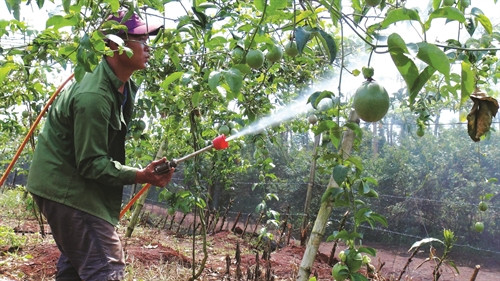 Nhiều hộ đồng bào ở huyện Mang Yang có thu nhập khá nhờ trồng cây chanh dây