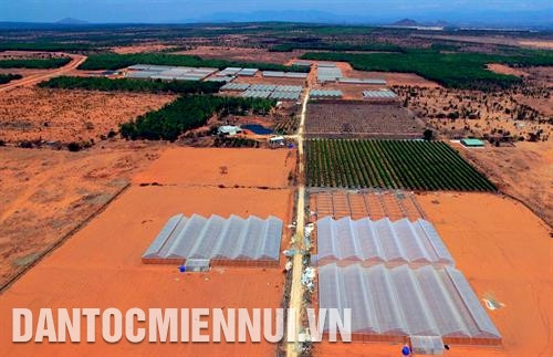 Trang trại trồng dưa lưới và thanh long theo mô hình nông nghiệp công nghệ cao của Công ty cổ phần nông nghiệp công nghệ cao Đông Á trên vùng “tiểu sa mạc” thuộc xã Hòa Thắng, huyện Bắc Bình. Ảnh: An Hiếu