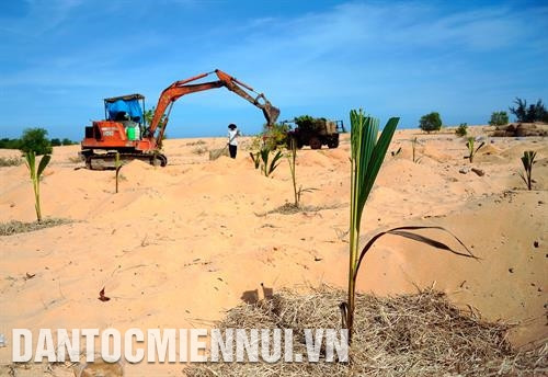 Trồng dừa trên vùng đất cát thuộc xã Hòa Thắng, huyện Bắc Bình. Ảnh: An Hiếu