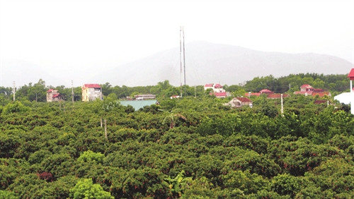 Vải là loại cây ăn quả đem lại giá trị kinh tế cho bà con nông dân