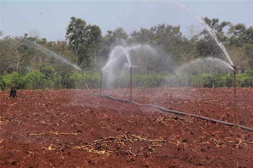Đất trước khi tái canh cà phê được phun nước để giữ độ ẩm. Đất trước khi tái canh cà phê được phun nước để giữ độ ẩm.