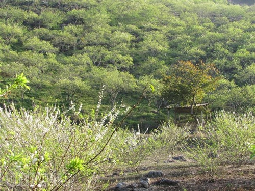 Xao xuyến sắc hoa Mộc Châu ảnh 1