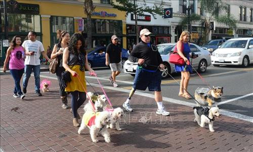 Người dân Mỹ đi dạo cùng thú cưng tại Pasadena, California. Ảnh: AFP/ TTXVN Người dân Mỹ đi dạo cùng thú cưng tại Pasadena, California. Ảnh: AFP/ TTXVN