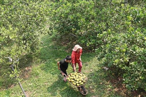 Huyện Tân Kỳ có tiềm năng lớn với 21 xã có sản phẩm địa phương đặc thù để tham gia chương trình OCOP. Ảnh: Nguyễn Oanh-TTXVN Huyện Tân Kỳ có tiềm năng lớn với 21 xã có sản phẩm địa phương đặc thù để tham gia chương trình OCOP. Ảnh: Nguyễn Oanh-TTXVN