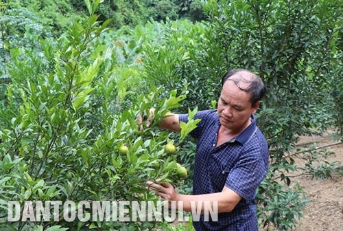 Ông Hà Quốc Vượng kiểm tra sâu bệnh vườn quýt sắp cho thu hoạch. Ảnh: Hoàng Nguyên Ông Hà Quốc Vượng kiểm tra sâu bệnh vườn quýt sắp cho thu hoạch. Ảnh: Hoàng Nguyên