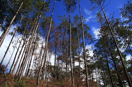 Rừng thông ba lá thuộc rừng phòng hộ nằm trên địa bàn xã Phi Liêng, huyện Đam Rông. Ảnh: Đặng Tuấn - TTXVN Rừng thông ba lá thuộc rừng phòng hộ nằm trên địa bàn xã Phi Liêng, huyện Đam Rông. Ảnh: Đặng Tuấn - TTXVN