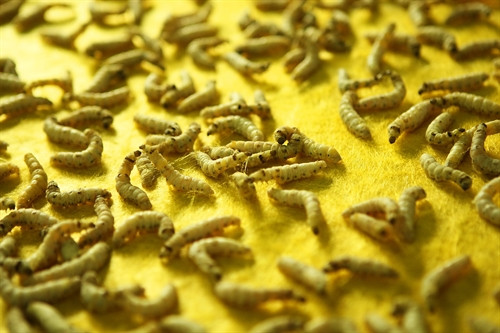 Con tằm ngóc đầu tự rút ruột nhả tơ trên một mặt phẳng theo sự sắp đặt - phương pháp dệt mền bông mới do nghệ nhân Phan Thị Thuận tìm ra. Con tằm ngóc đầu tự rút ruột nhả tơ trên một mặt phẳng theo sự sắp đặt - phương pháp dệt mền bông mới do nghệ nhân Phan Thị Thuận tìm ra.