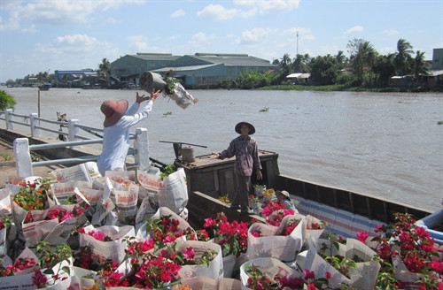 Nông dân vận chuyển hoa từ ghe đến điểm giao hàng cho thương lái.